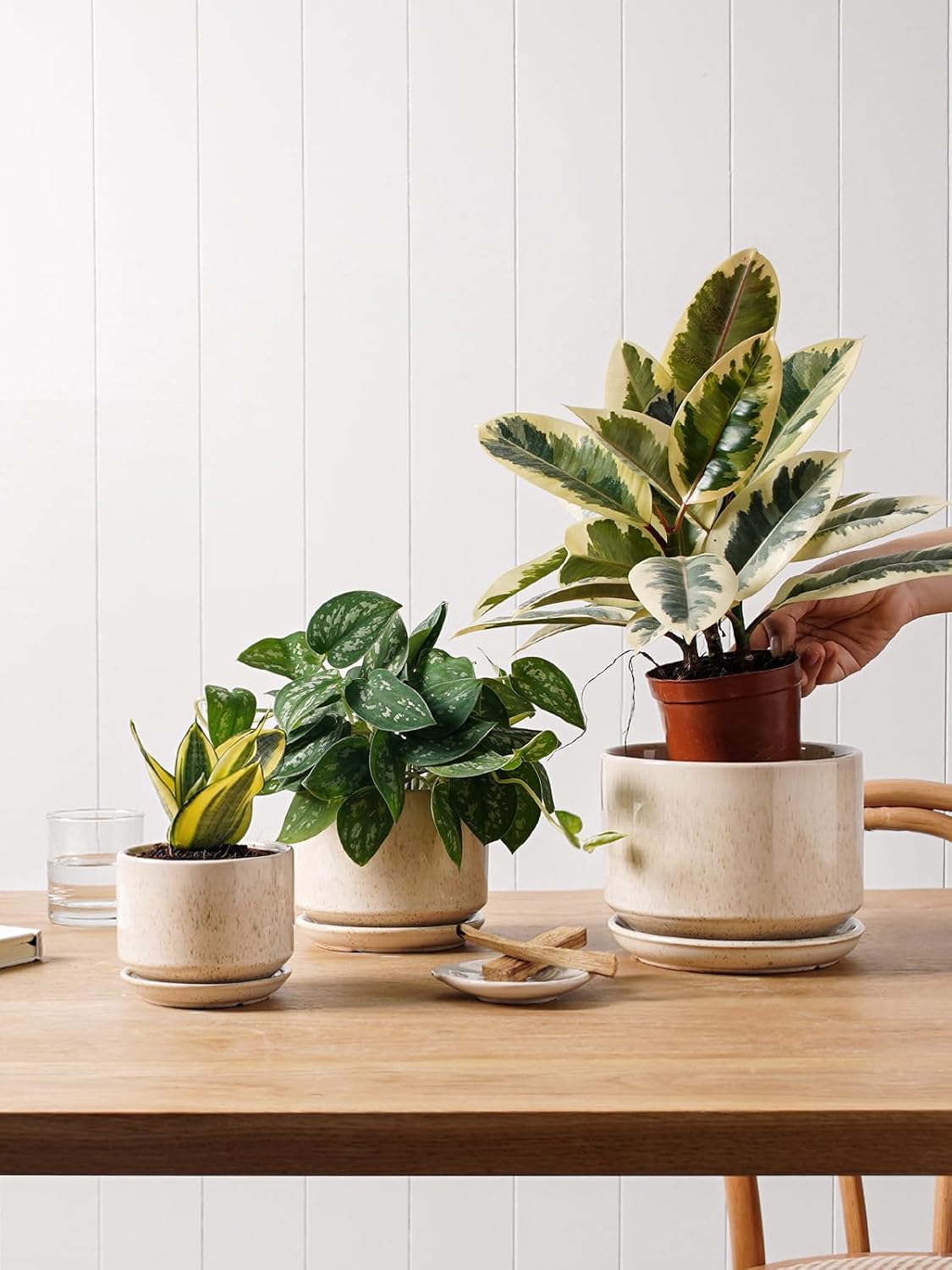 Minimalist ceramic pot with a succulent, perfect for small Amazon garden finds spring style.